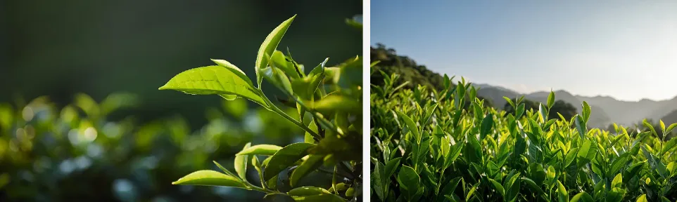 Green Tea Extract Powder Green Tea Extract Powder